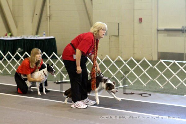 IMG_8332.jpg - Dawg Derby Flyball TournementJuly 10, 2010Classic CenterAthens, Ga