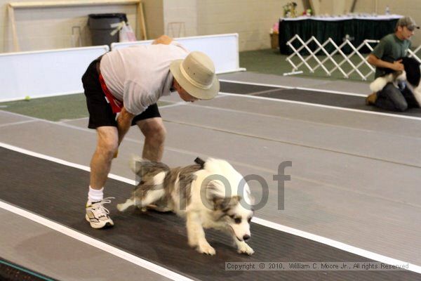 IMG_8334.jpg - Dawg Derby Flyball TournementJuly 10, 2010Classic CenterAthens, Ga