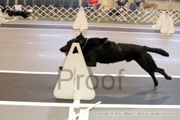 IMG_8338.jpg - Dawg Derby Flyball TournementJuly 10, 2010Classic CenterAthens, Ga