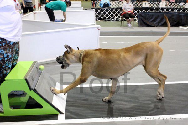 IMG_8366.jpg - Dawg Derby Flyball TournementJuly 10, 2010Classic CenterAthens, Ga