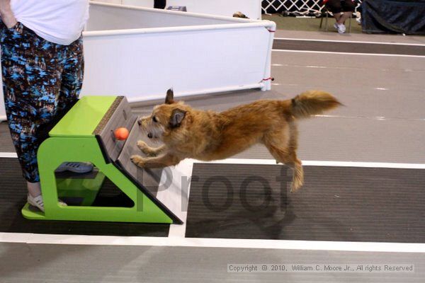 IMG_8375.jpg - Dawg Derby Flyball TournementJuly 10, 2010Classic CenterAthens, Ga