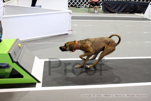 IMG_8378.jpg - Dawg Derby Flyball TournementJuly 10, 2010Classic CenterAthens, Ga