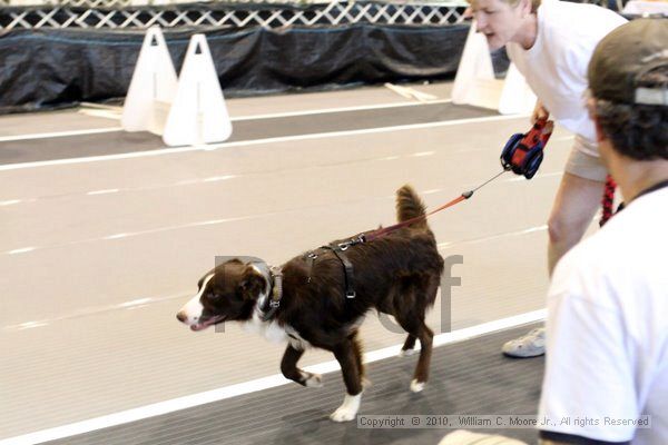 IMG_8396.jpg - Dawg Derby Flyball TournementJuly 10, 2010Classic CenterAthens, Ga