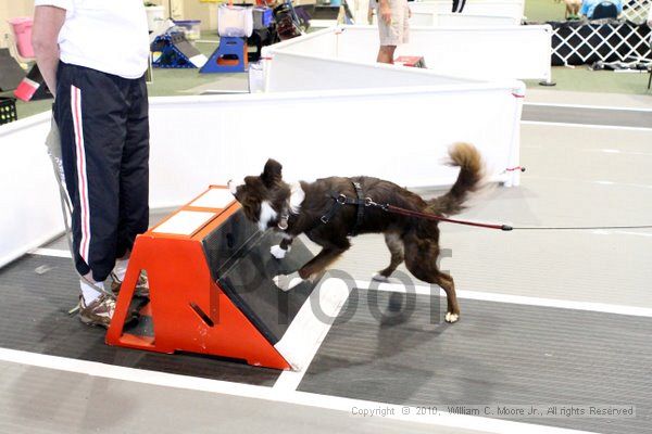 IMG_8398.jpg - Dawg Derby Flyball TournementJuly 10, 2010Classic CenterAthens, Ga