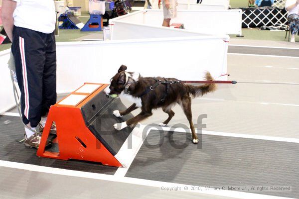 IMG_8399.jpg - Dawg Derby Flyball TournementJuly 10, 2010Classic CenterAthens, Ga