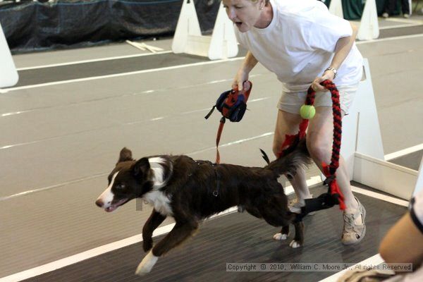 IMG_8403.jpg - Dawg Derby Flyball TournementJuly 10, 2010Classic CenterAthens, Ga