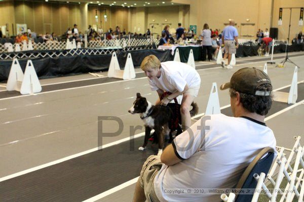 IMG_8408.jpg - Dawg Derby Flyball TournementJuly 10, 2010Classic CenterAthens, Ga