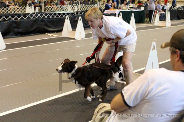 IMG_8409.jpg - Dawg Derby Flyball TournementJuly 10, 2010Classic CenterAthens, Ga