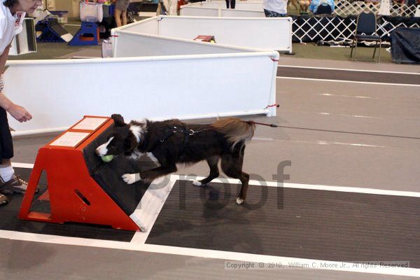 IMG_8411.jpg - Dawg Derby Flyball TournementJuly 10, 2010Classic CenterAthens, Ga