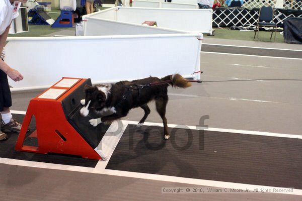 IMG_8412.jpg - Dawg Derby Flyball TournementJuly 10, 2010Classic CenterAthens, Ga
