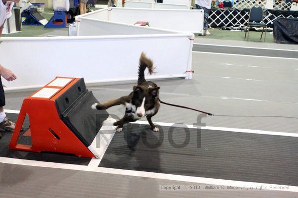 IMG_8413.jpg - Dawg Derby Flyball TournementJuly 10, 2010Classic CenterAthens, Ga