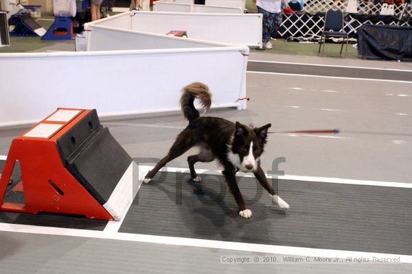 IMG_8414.jpg - Dawg Derby Flyball TournementJuly 10, 2010Classic CenterAthens, Ga