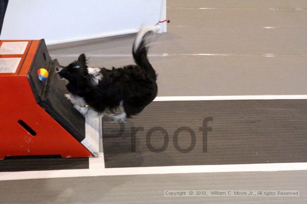 IMG_8423.jpg - Dawg Derby Flyball TournementJuly 10, 2010Classic CenterAthens, Ga