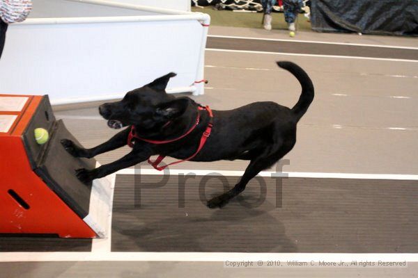 IMG_8432.jpg - Dawg Derby Flyball TournementJuly 10, 2010Classic CenterAthens, Ga