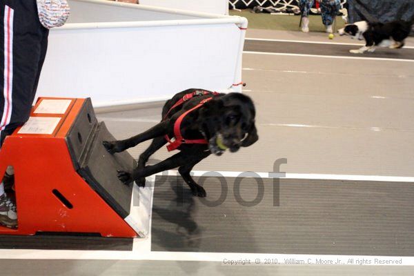 IMG_8434.jpg - Dawg Derby Flyball TournementJuly 10, 2010Classic CenterAthens, Ga