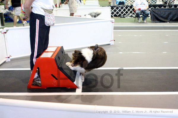 IMG_8443.jpg - Dawg Derby Flyball TournementJuly 10, 2010Classic CenterAthens, Ga