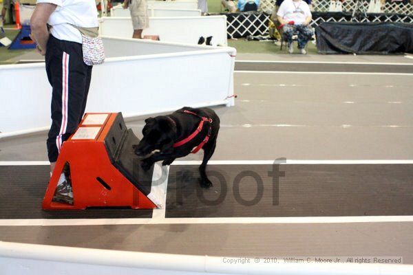 IMG_8445.jpg - Dawg Derby Flyball TournementJuly 10, 2010Classic CenterAthens, Ga