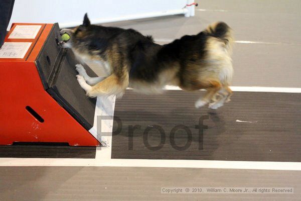 IMG_8452.jpg - Dawg Derby Flyball TournementJuly 10, 2010Classic CenterAthens, Ga