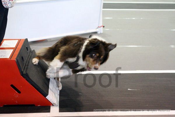 IMG_8456.jpg - Dawg Derby Flyball TournementJuly 10, 2010Classic CenterAthens, Ga