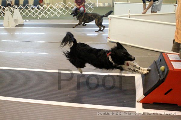 IMG_8471.jpg - Dawg Derby Flyball TournementJuly 10, 2010Classic CenterAthens, Ga