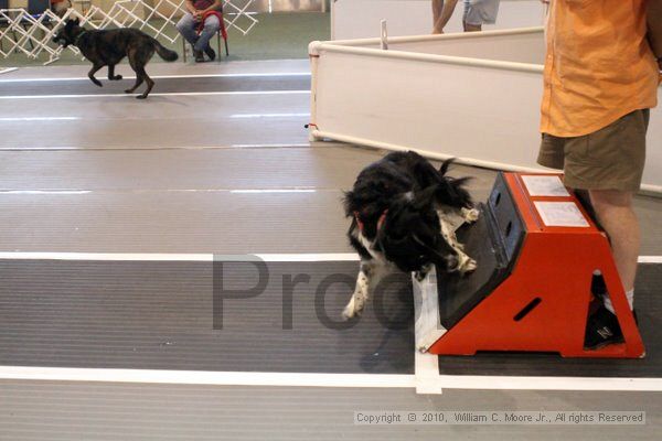 IMG_8473.jpg - Dawg Derby Flyball TournementJuly 10, 2010Classic CenterAthens, Ga