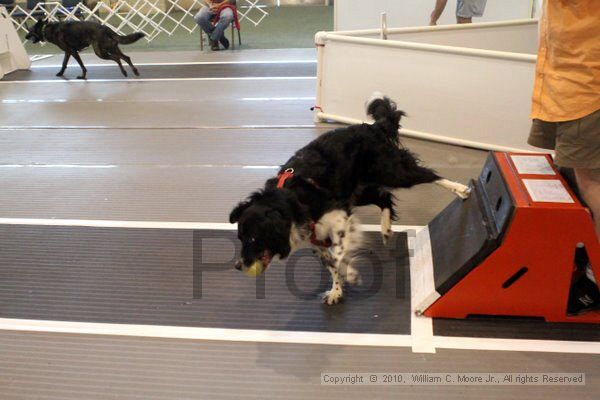 IMG_8474.jpg - Dawg Derby Flyball TournementJuly 10, 2010Classic CenterAthens, Ga