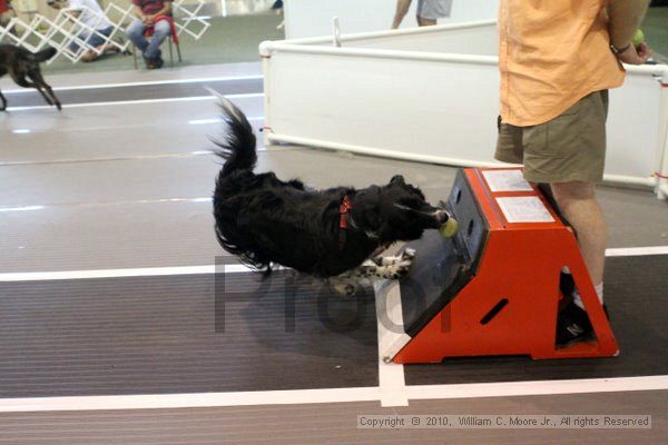 IMG_8481.jpg - Dawg Derby Flyball TournementJuly 10, 2010Classic CenterAthens, Ga