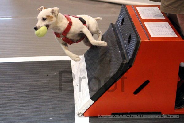 IMG_8484.jpg - Dawg Derby Flyball TournementJuly 10, 2010Classic CenterAthens, Ga