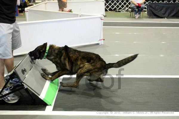 IMG_8494.jpg - Dawg Derby Flyball TournementJuly 10, 2010Classic CenterAthens, Ga