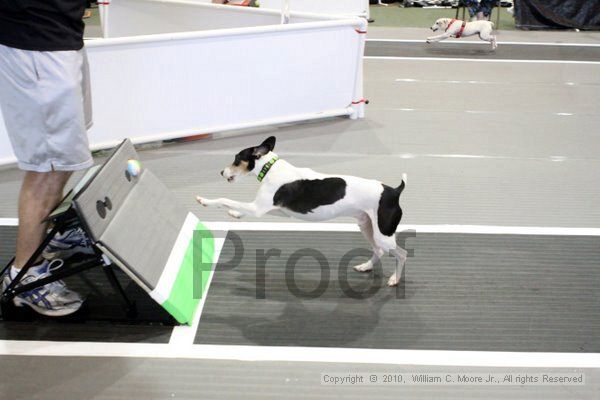 IMG_8497.jpg - Dawg Derby Flyball TournementJuly 10, 2010Classic CenterAthens, Ga