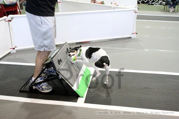 IMG_8499.jpg - Dawg Derby Flyball TournementJuly 10, 2010Classic CenterAthens, Ga