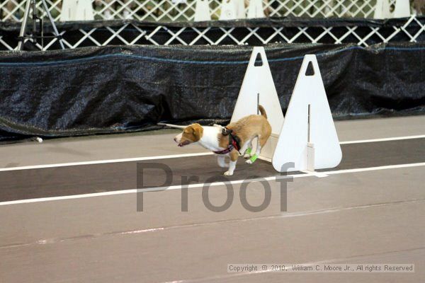 IMG_8501.jpg - Dawg Derby Flyball TournementJuly 10, 2010Classic CenterAthens, Ga