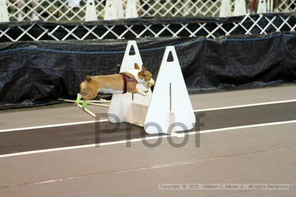 IMG_8503.jpg - Dawg Derby Flyball TournementJuly 10, 2010Classic CenterAthens, Ga