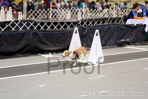 IMG_8504.jpg - Dawg Derby Flyball TournementJuly 10, 2010Classic CenterAthens, Ga
