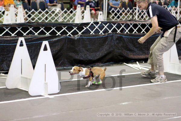 IMG_8505.jpg - Dawg Derby Flyball TournementJuly 10, 2010Classic CenterAthens, Ga