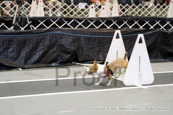 IMG_8506.jpg - Dawg Derby Flyball TournementJuly 10, 2010Classic CenterAthens, Ga