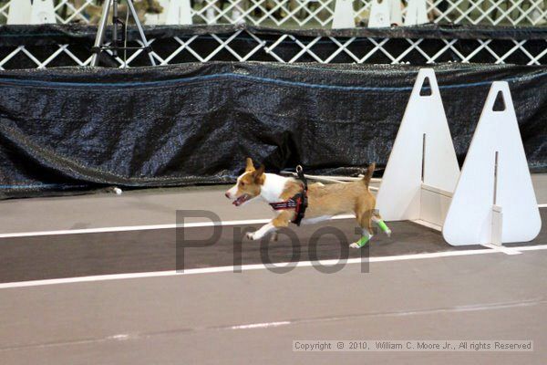 IMG_8507.jpg - Dawg Derby Flyball TournementJuly 10, 2010Classic CenterAthens, Ga