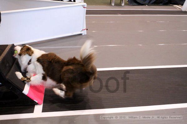 IMG_8511.jpg - Dawg Derby Flyball TournementJuly 10, 2010Classic CenterAthens, Ga