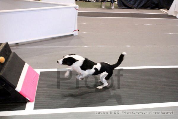 IMG_8516.jpg - Dawg Derby Flyball TournementJuly 10, 2010Classic CenterAthens, Ga