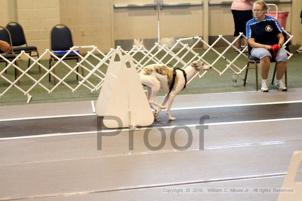 IMG_8540.jpg - Dawg Derby Flyball TournementJuly 10, 2010Classic CenterAthens, Ga