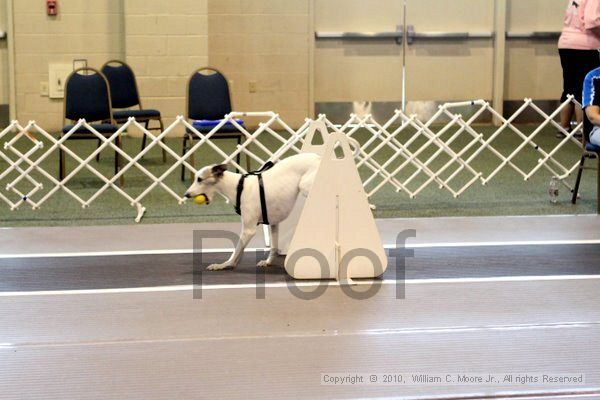 IMG_8541.jpg - Dawg Derby Flyball TournementJuly 10, 2010Classic CenterAthens, Ga