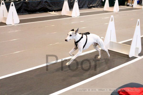 IMG_8542.jpg - Dawg Derby Flyball TournementJuly 10, 2010Classic CenterAthens, Ga