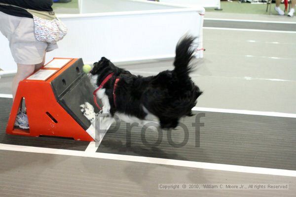 IMG_8549.jpg - Dawg Derby Flyball TournementJuly 10, 2010Classic CenterAthens, Ga