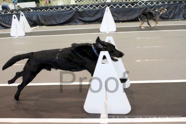 IMG_8560.jpg - Dawg Derby Flyball TournementJuly 10, 2010Classic CenterAthens, Ga