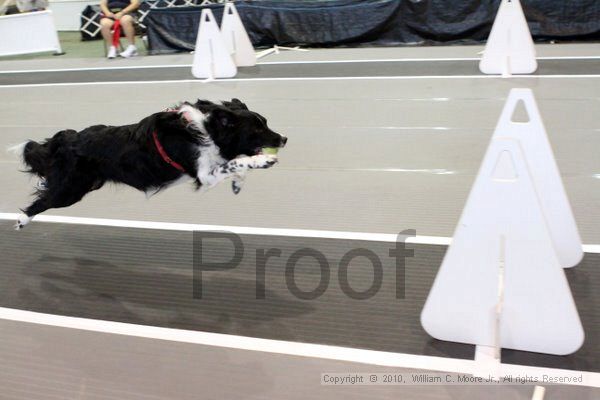 IMG_8562.jpg - Dawg Derby Flyball TournementJuly 10, 2010Classic CenterAthens, Ga