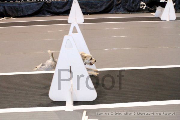 IMG_8565.jpg - Dawg Derby Flyball TournementJuly 10, 2010Classic CenterAthens, Ga