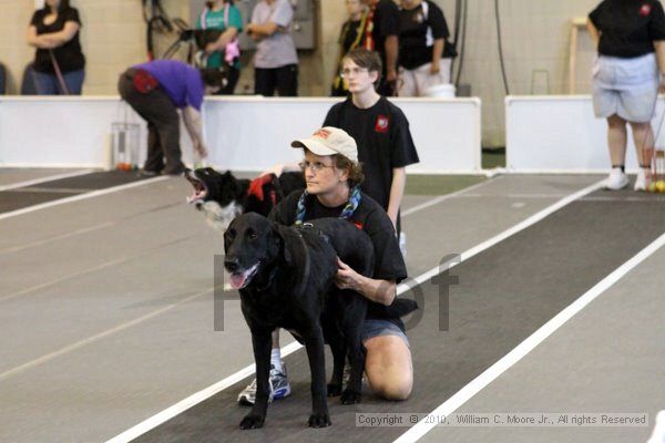 IMG_8570.jpg - Dawg Derby Flyball TournementJuly 10, 2010Classic CenterAthens, Ga