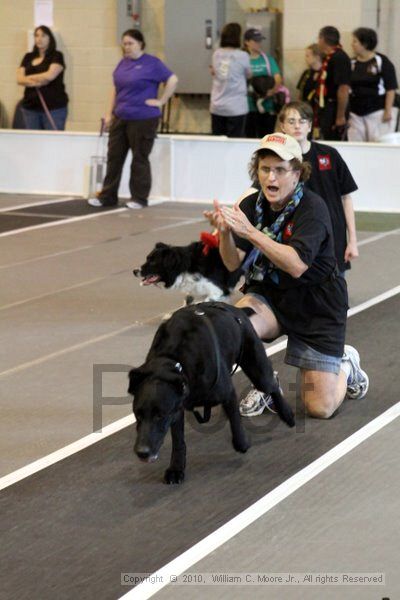 IMG_8573.jpg - Dawg Derby Flyball TournementJuly 10, 2010Classic CenterAthens, Ga