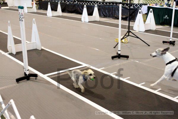 IMG_8580.jpg - Dawg Derby Flyball TournementJuly 10, 2010Classic CenterAthens, Ga