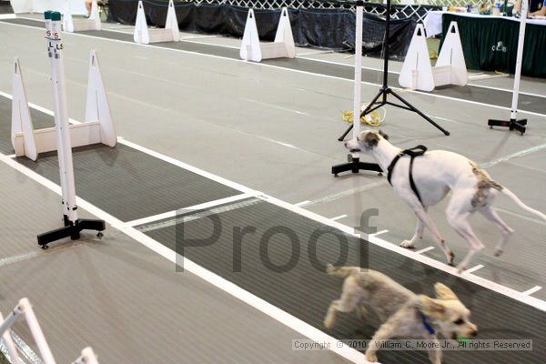 IMG_8581.jpg - Dawg Derby Flyball TournementJuly 10, 2010Classic CenterAthens, Ga